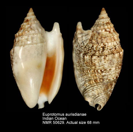 Euprotomus aurisdianae (8).jpg - Euprotomus aurisdianae (Linnaeus,1758)